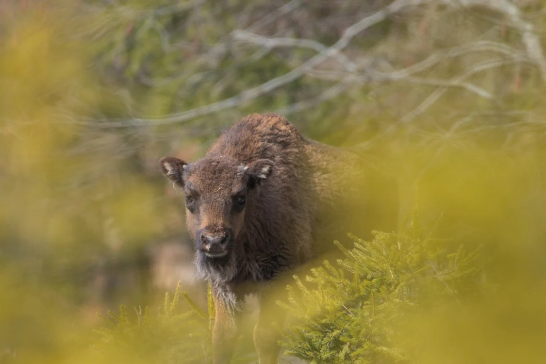 Trei pui însoţesc deja turmele de zimbri în sălbăticia Făgăraşilor Foto: Conservation Carpathia