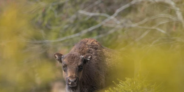 pui zimbru fagaras