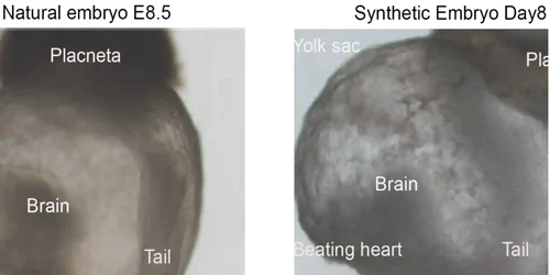 embrioni sintetici versus naturali FOTO Weizmann Institute via The Guardian