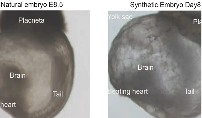 Embrioni sintetici versus naturali FOTO Weizmann Institute via The Guardian