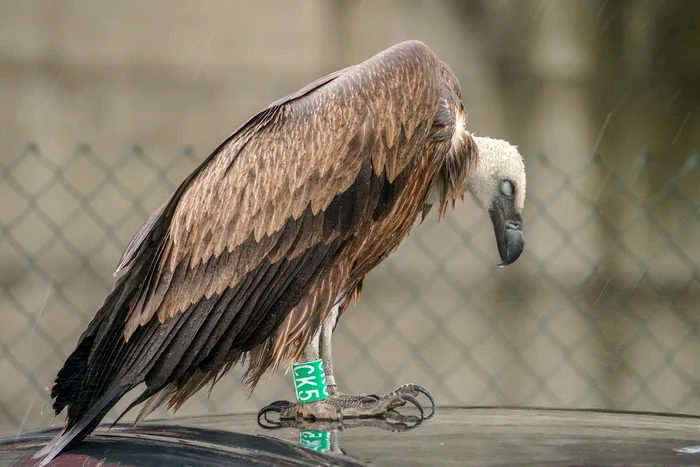 Pasărea ar proveni din Croația FOTO Lucian Macaveiu