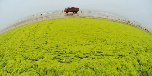 Qingdao - plaja din China acoperită de alge. FOTO Profimedia