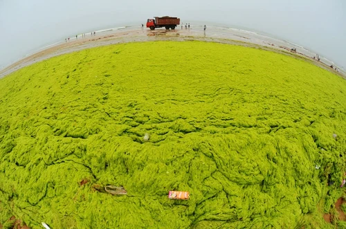 Qingdao - plaja din China acoperită de alge. FOTO Profimedia