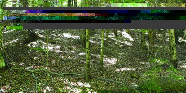 1.000 de hectare din Pădurea Ersig au fost înstrăinate