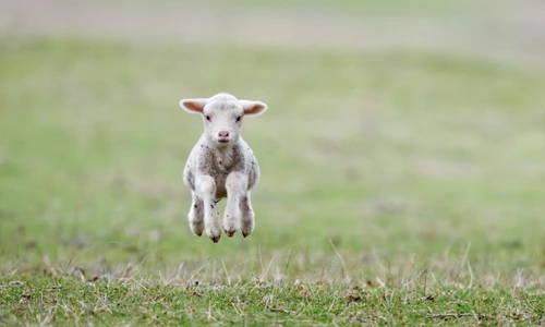 1 shutterstock 263699180 jpg jpeg