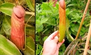planta penis cambodgia  jpg