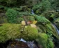 Valea Streiului din Munții Șureanu și Cascada Șipote Foto Daniel Guță ADEVĂRUL (16) jpg