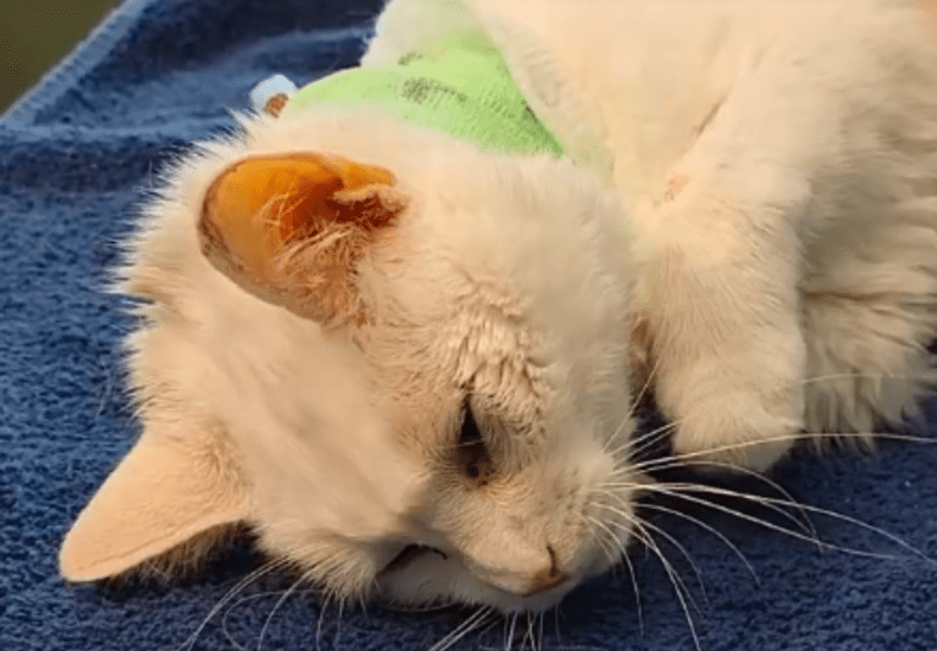 Pisică adusă la veterinar cu stomacul blocat: obiceiul care i-a fost fatal 
