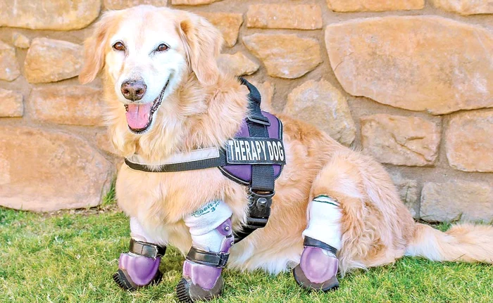 
    Chi Chi, 4 ani, s-a născut  la o fermă care creştea  câini pentru carne  