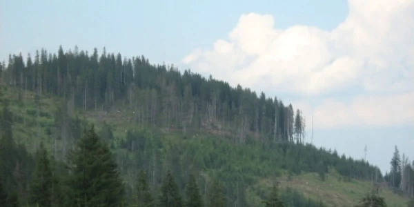 Oradea: Situl Natura 2000 administrat de un consorțiu