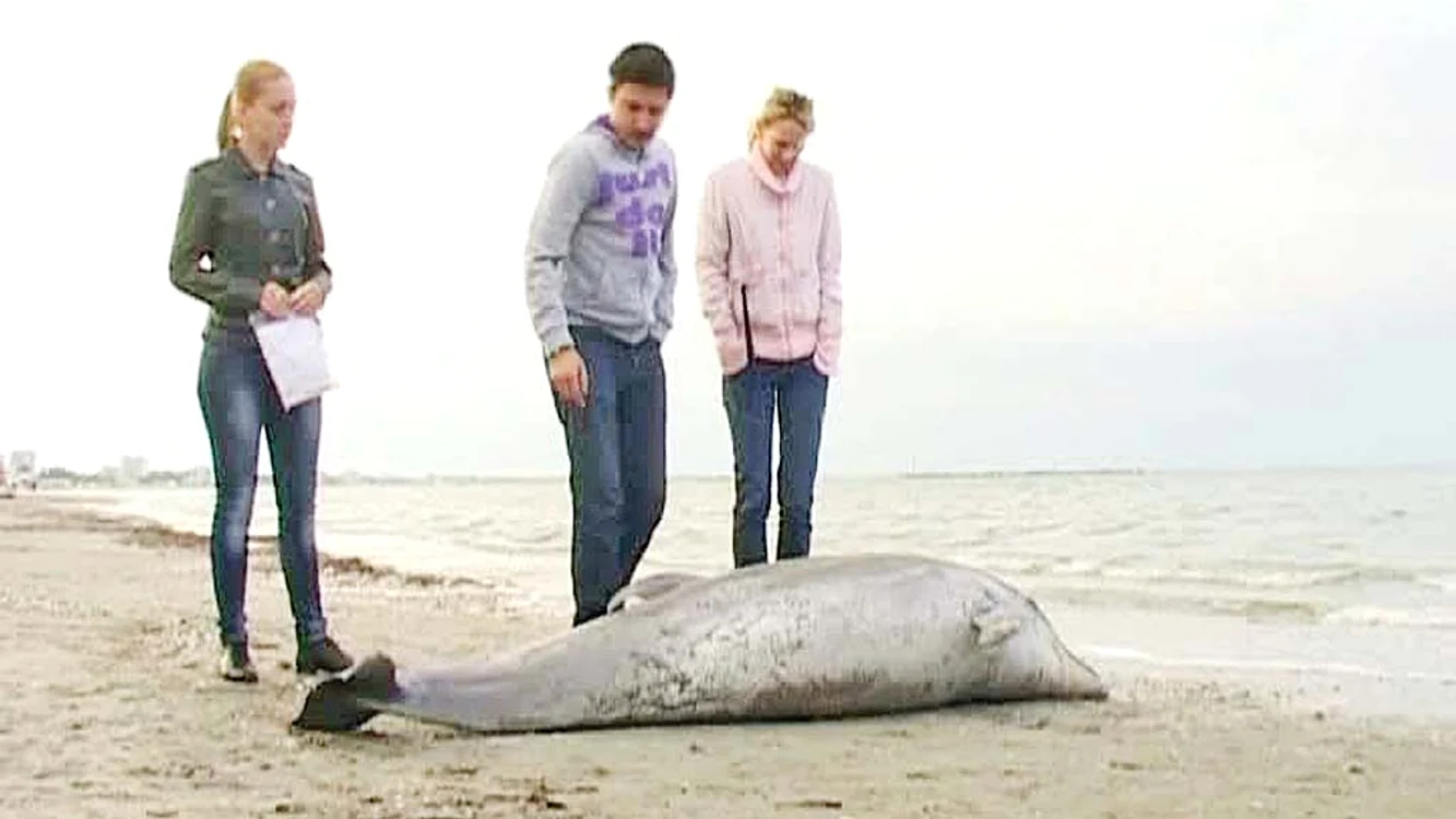 37 de delfini au eşuat pe plaje de la începutul anului şi până în prezent