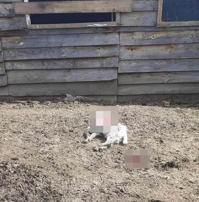 Nici mieii nu au scăpat de furia câinilor fără stăpân FOTO Vremea Nouă