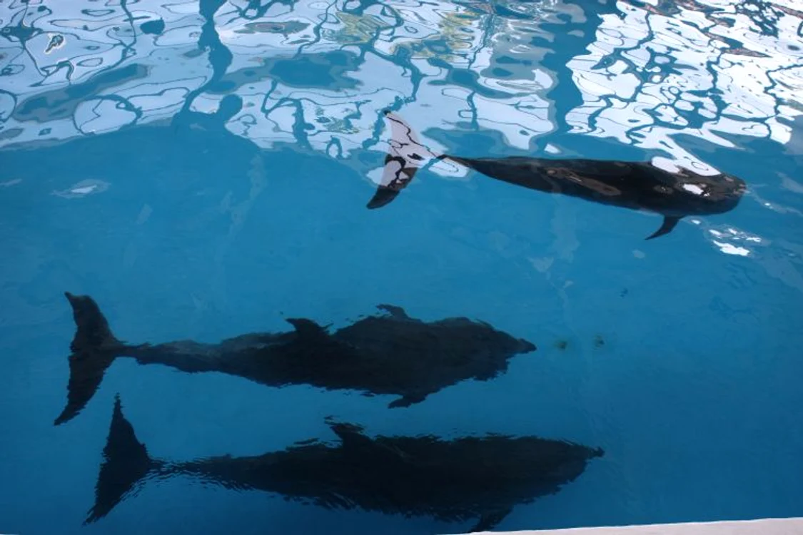 Delfinii au fost mutaţi în casa de iarnă