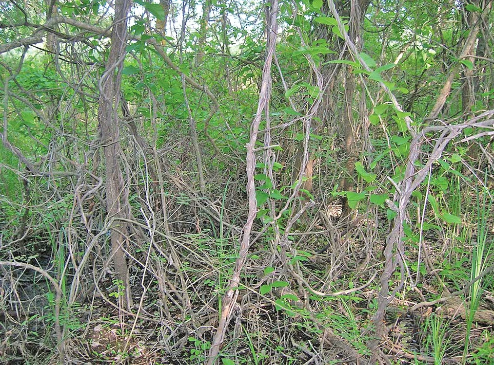 Pădurea Letea se află în partea de nord a Deltei şi abundă în plante căţărătoare