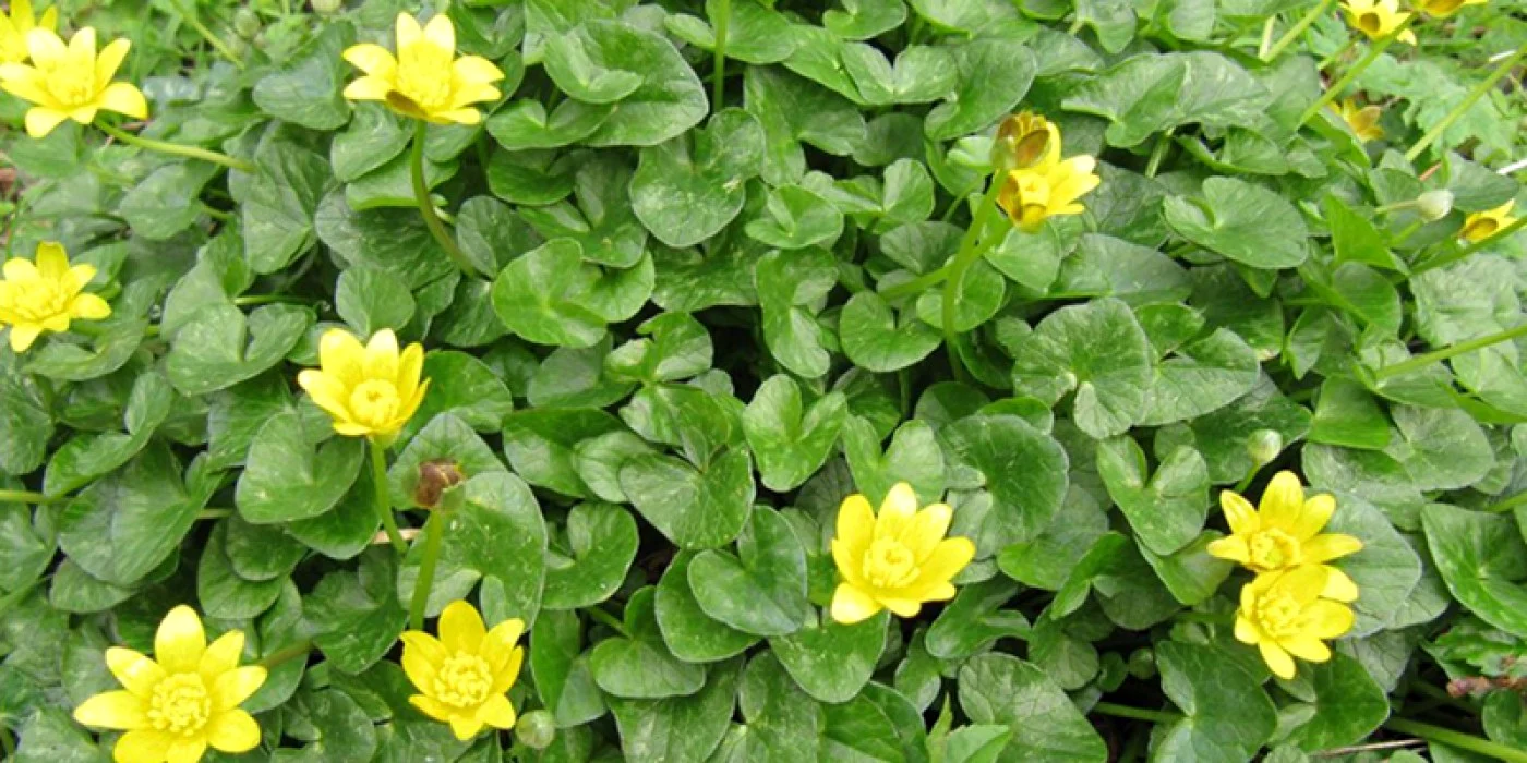 Flori de primăvară din pădure untisorul 