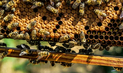 apiary 1867537 1920 jpeg