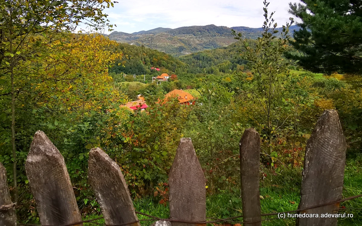 Merișor. Foto: Daniel Guță