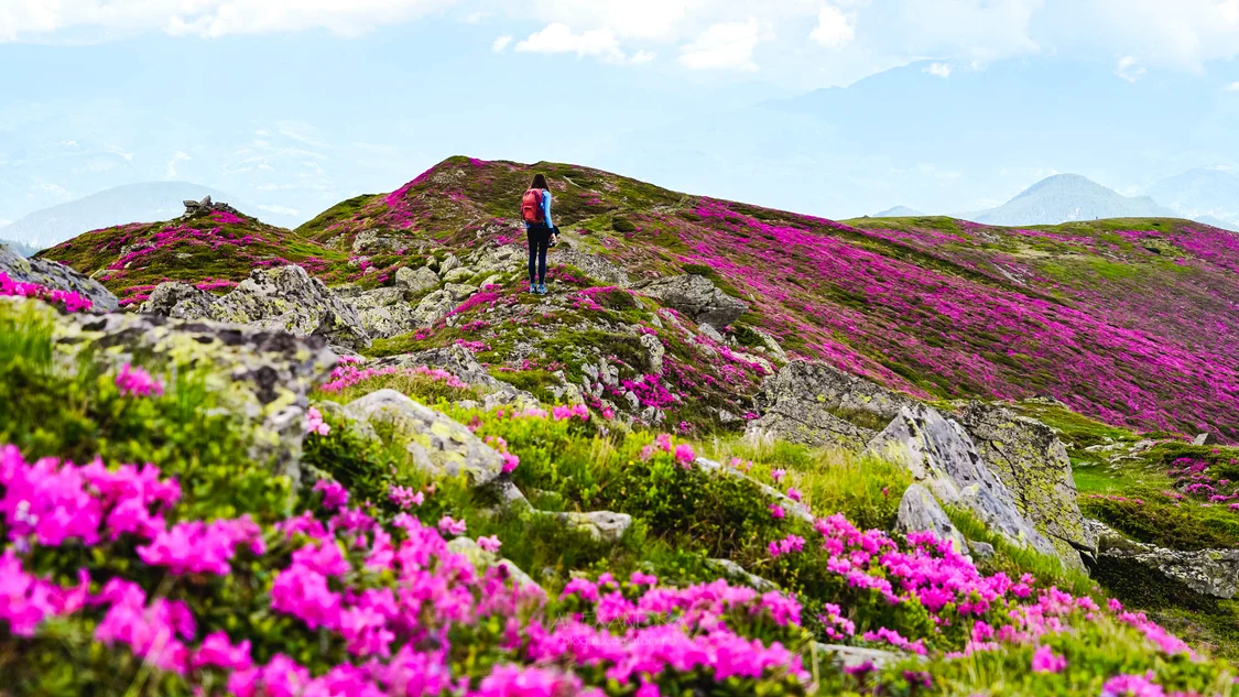 Marea de Rododendron din Masivul Leaota. FOTO Bloguldecalatorii.ro