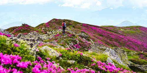 Marea de Rododendron din Masivul Leaota. FOTO Bloguldecalatorii.ro