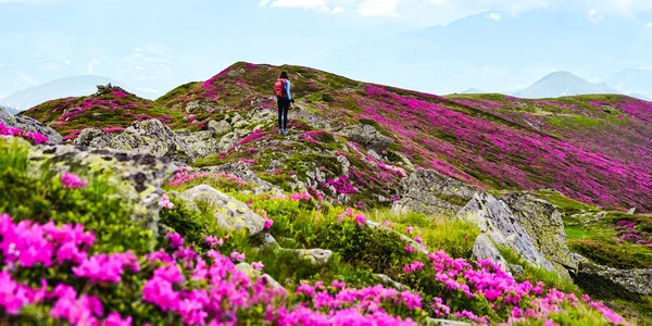 Marea de Rododendron din Masivul Leaota. FOTO Bloguldecalatorii.ro