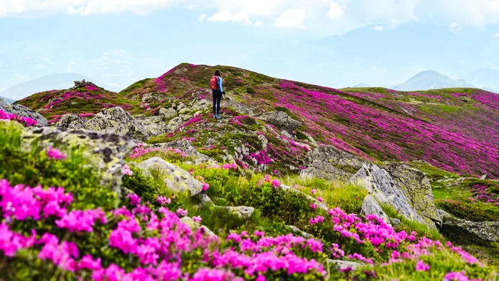 Marea de Rododendron din Masivul Leaota. FOTO Bloguldecalatorii.ro