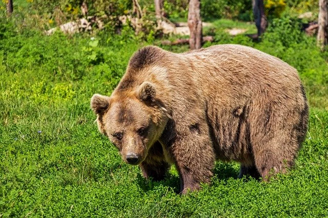Foto: pixabay.com