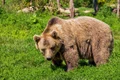 bear 422682 640 jpeg