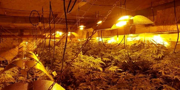 cultura cannabis
