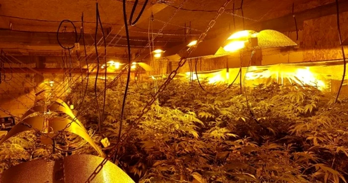 cultura cannabis