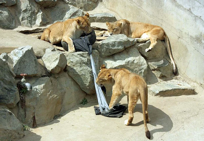 Kanye West a vrut  să fie primul care  se îmbracă în blugi  făcuţi de lei