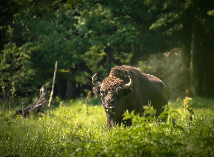 Zimbrii călători din codrii Neamţului. Animalele maiestoase au ajuns și în grădinile sătenilor