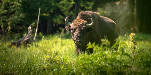 zimbrucalator Sursatinutulzimbrului jpg