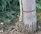 Arbori tăiați peste noapte în Deva Foto Primăria Deva (3) jpg