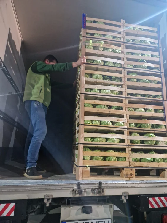 Cooperativa din Izbiceni a livrat deja varză și castraveți FOTO: arhiva I. Fulga 