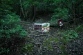 padurea aokigahara captura video jpg