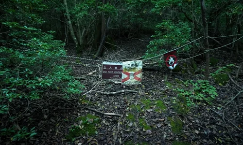 padurea aokigahara captura video jpg