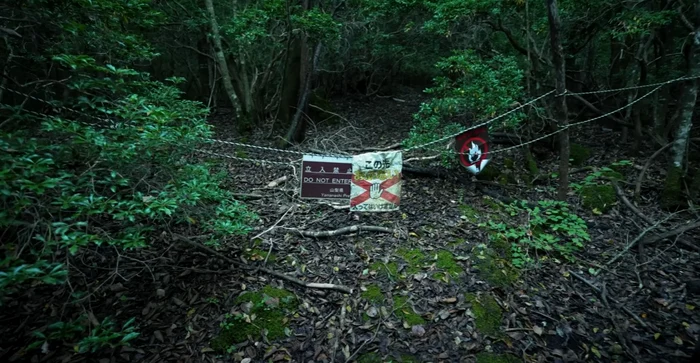 Pădurea Aokigahara, considerat cel mai bântuit loc din lume / foto: captură video
