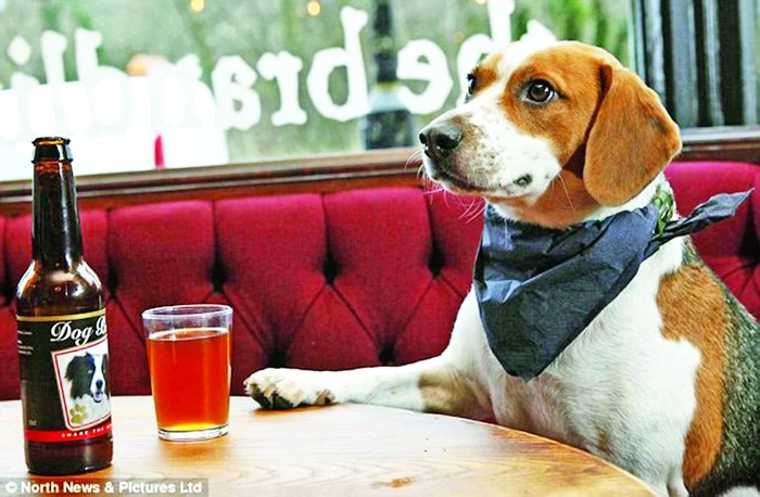 Căţeii sunt înnebuniţi după berea preparată din exctract de carne, malţ şi hamei