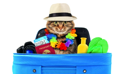 1 pisica in geamantan 274765679 jpg jpeg