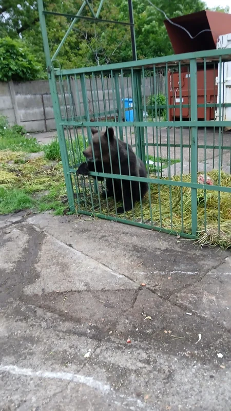 FOTO Poliția Română