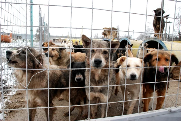 Câini fără stăpân    Foto: Adevărul