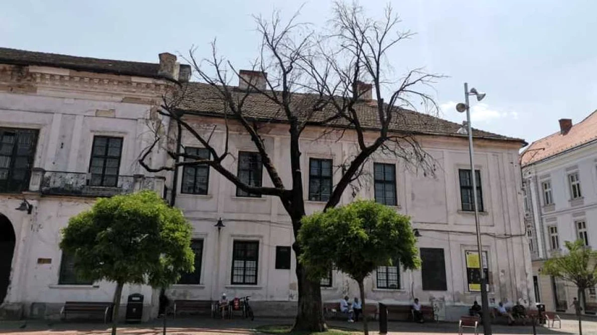 Stejarul secular plantat de regele Ferdinand şi regina Maria la Timișoara s a uscat / FOTO  jpeg