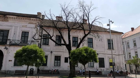 Stejarul secular plantat de regele Ferdinand şi regina Maria la Timișoara s a uscat / FOTO jpeg