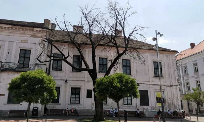 Stejarul secular plantat de regele Ferdinand şi regina Maria la Timișoara s a uscat / FOTO  jpeg