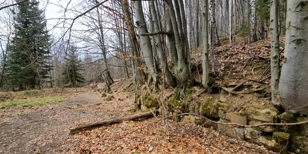 Cetatea dacică Fețele Albe  Foto Daniel Guță  ADEVĂRUL (103) jpg