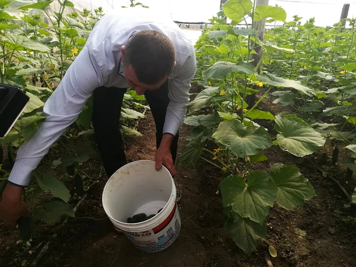 Legumele zac aruncate pentru că nimeni nu le cumpără