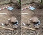 Șantierul arheologic de la Poiana Spinului din Țara Loviștei Vâlcea cu luptele din Primul Război Mondial Foto Daciana Stoica jpg