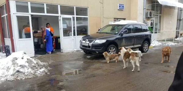 maidanezi iasi spital 