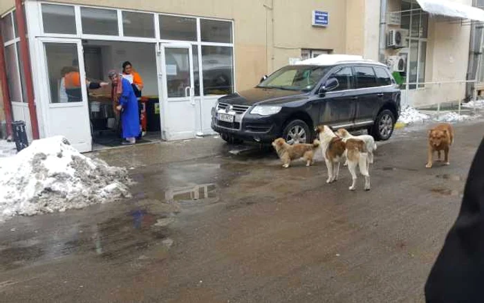 Pacienţii şi personalul medical nu par surprinşi de prezenţa câinilor în curtea spitalului FOTO Ionuţ Benea