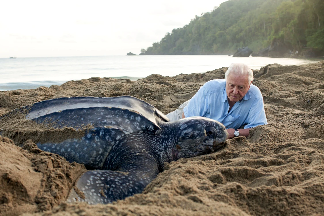 Sir David Attenborough a împlinit 100 de ani pe 8 mai 2026. FOTO: BBC